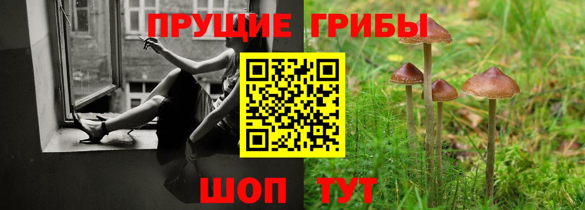 Псилоцибиновые грибы Psilocybine cubensis Гуково